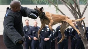 Shoplifter hurt by police dog receives almost $1 million settlement from a Northern California city