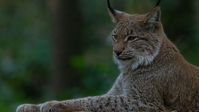 Federal government proposes 19,112 square mile protected zone for endangered lynx