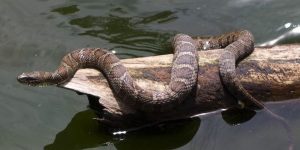 Texas Snake Safety Alert 8 Most Infested Lakes in The Lone Star State (1)