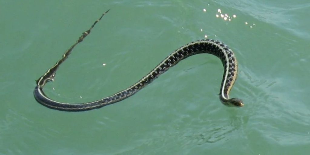 Texas Snake Safety Alert 8 Most Infested Lakes in The Lone Star State (2)