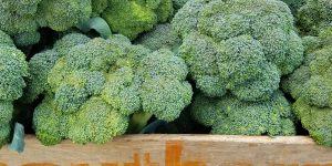 Arizona Hit with Broccoli Recall from Walmart over Listeria Contamination; 19 States also Affected