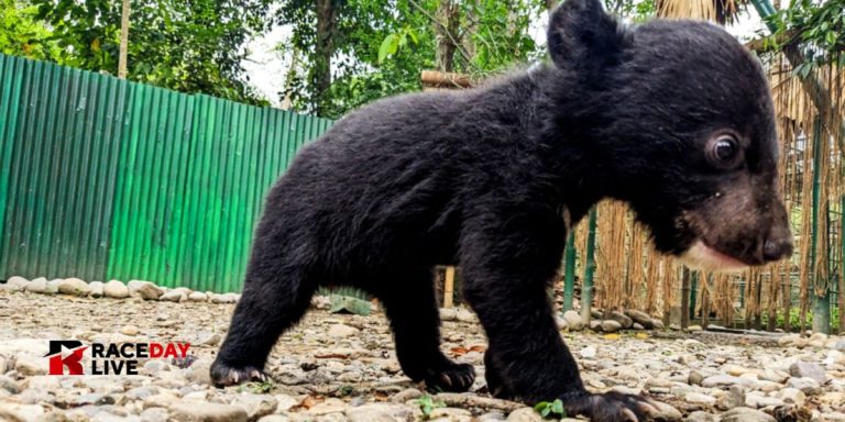 Bear Cub Bites Man in Orange City After He Tries to Break Up Dog Fight