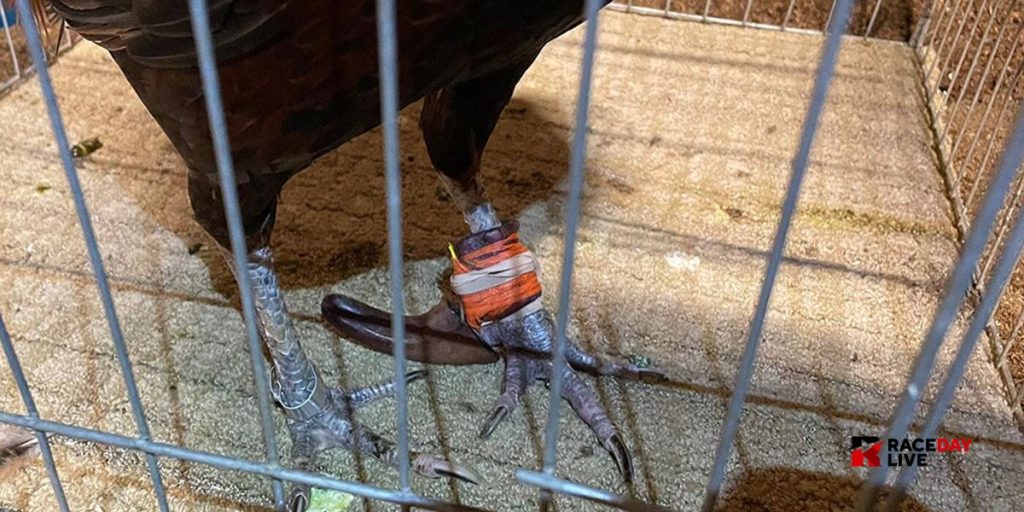 Cockfighting Ring Uncovered in San Bernardino Roosters, Cash, and Guns Seized (1)