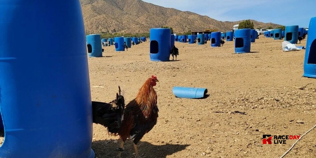 Cockfighting Ring Uncovered in San Bernardino Roosters, Cash, and Guns Seized