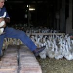 Devastating Bird Flu Outbreak Forces Euthanasia of 100,000 Ducks in Long Island Farm