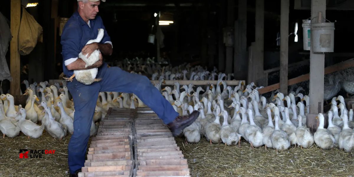 Devastating Bird Flu Outbreak Forces Euthanasia of 100,000 Ducks in Long Island Farm