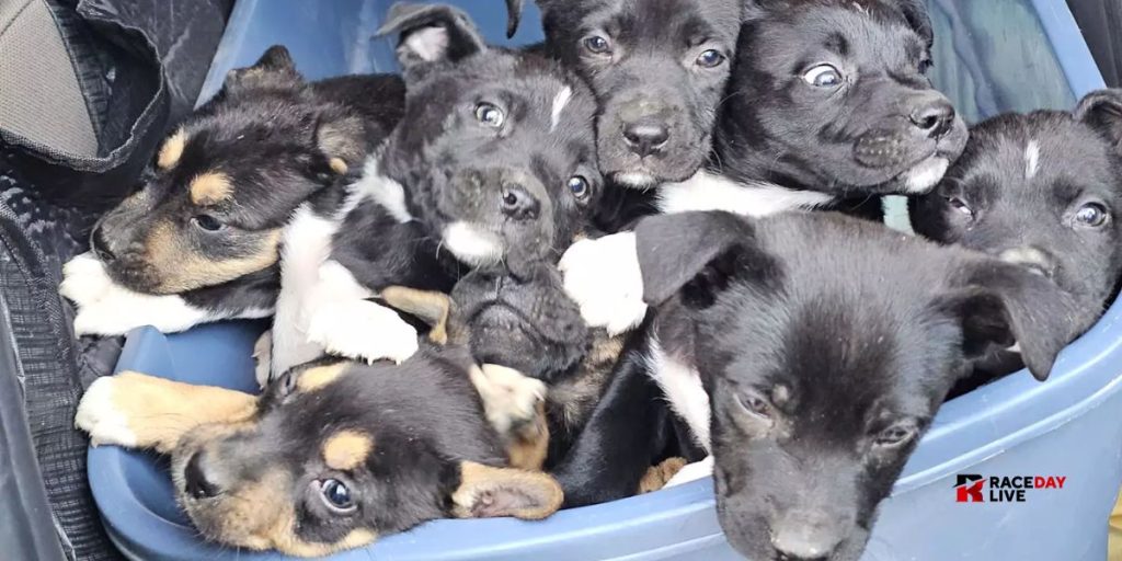 Eight Puppies Abandoned in Fort Worth Trash Can Rescued by Compassionate Volunteer (1)