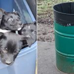 Eight Puppies Abandoned in Fort Worth Trash Can Rescued by Compassionate Volunteer