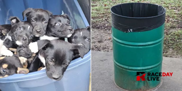 Eight Puppies Abandoned in Fort Worth Trash Can Rescued by Compassionate Volunteer