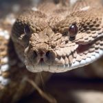 Rattlesnake Hub: 5 Colorado Locations Plagued with Snakes