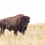 Gov. Gianforte’s Lawsuit Against Yellowstone’s Bison Plan Sparks Debate!