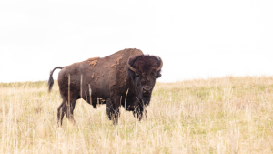 Gov. Gianforte’s Lawsuit Against Yellowstone’s Bison Plan Sparks Debate!