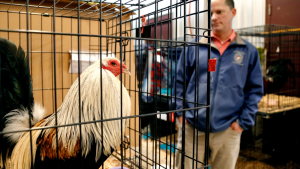 Oklahoma Lawmakers Reignite Debate on Cockfighting Penalties with New Legislation!