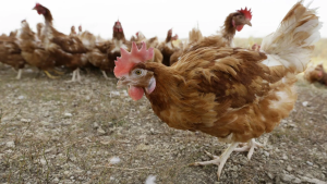 Bird Flu Alert: Michigan Residents & Pet Owners Urged to Take Precautions!