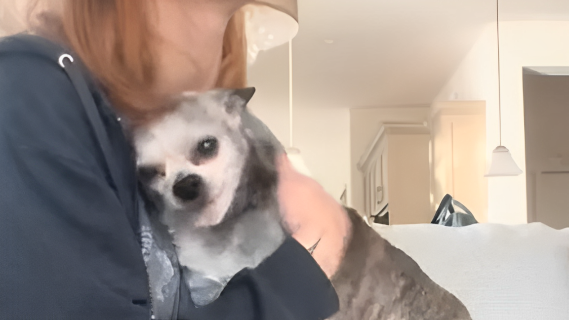 Watch a Heartwarming Surprise: Woman Drives 18 Hours to Reunite with Her Senior Dog!