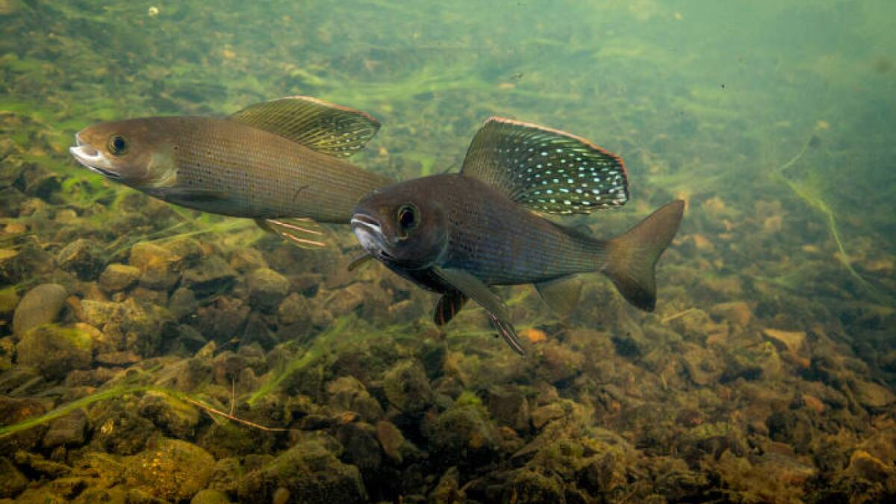 Michigan Reintroduces Arctic Grayling with Historic Release of 400,000 Eggs!