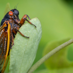 Brood XIV Cicadas Expected to Emerge in Kentucky This Spring After 17-Year Wait!