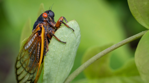 Brood XIV Cicadas Expected to Emerge in Kentucky This Spring After 17-Year Wait