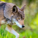 Federal Grant Allocates $25 Million for Wildlife Crossings to Protect Red Wolves in North Carolina!