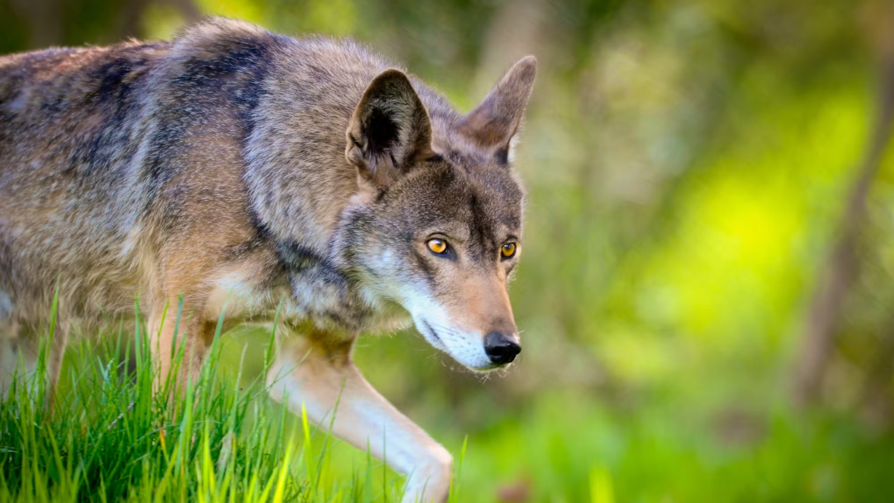 Federal Grant Allocates $25 Million for Wildlife Crossings to Protect Red Wolves in North Carolina!