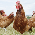 Over 134 Million Poultry Birds Affected in Bird Flu Crisis, New Data Shows!