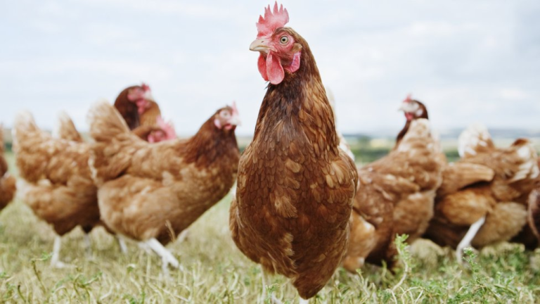 Over 134 Million Poultry Birds Affected in Bird Flu Crisis, New Data Shows!