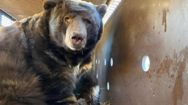 525-Pound ‘Big Lad’ Rescued from Under California Home During Wildfire (1)