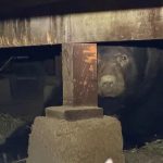 525-Pound ‘Big Lad’ Rescued from Under California Home During Wildfire