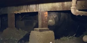 525-Pound ‘Big Lad’ Rescued from Under California Home During Wildfire