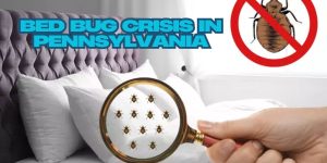 Bed Bug Crisis in Pennsylvania How 5 Cities Are Responding to the Invasion