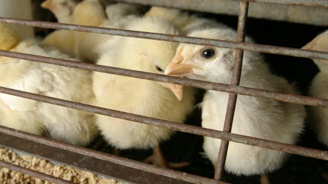 Following Bird Flu Cases, NYC Live Bird Markets Shut Down for a Week (1)