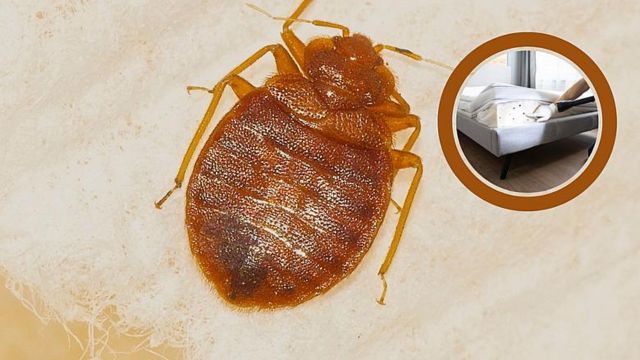 Insect Invasion Hits Kentucky How 5 Cities Are Combating the Bed Bug Surge (1)