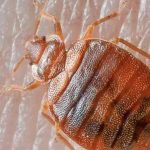 Insect Invasion Hits Kentucky: How 5 Cities Are Combating the Bed Bug Surge