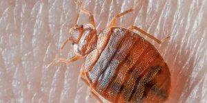 Insect Invasion Hits Kentucky How 5 Cities Are Combating the Bed Bug Surge