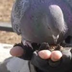 NYC Park’s Rat Problem Escalates as Pigeon Feeders Ignore Warnings