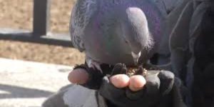 NYC Park’s Rat Problem Escalates as Pigeon Feeders Ignore Warnings