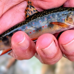 Reviving Tenkara: North Carolina Woman Brings Ancient Japanese Fishing to Appalachian Streams!