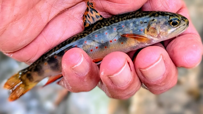 Reviving Tenkara: North Carolina Woman Brings Ancient Japanese Fishing to Appalachian Streams!