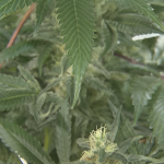 Judge Makes Decision on Colorado Springs Marijuana Ballot Measure!