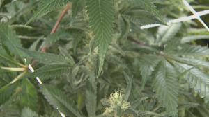 Judge Makes Decision on Colorado Springs Marijuana Ballot Measure!