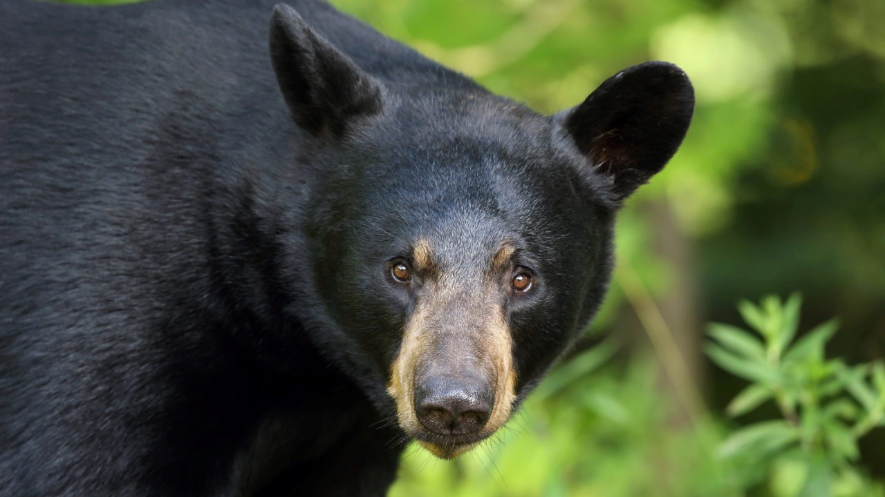 More Black Bears Are Roaming Michigan Than You Think—Should You Be Worried?