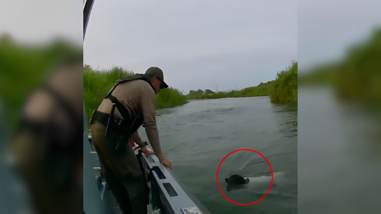 Dog in Danger! Border Patrol Officers Make Daring River Rescue in Arizona