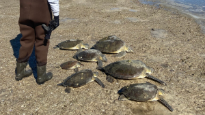 Rescue Teams Race to Save Florida Sea Turtles Stunned by Cold Waters!