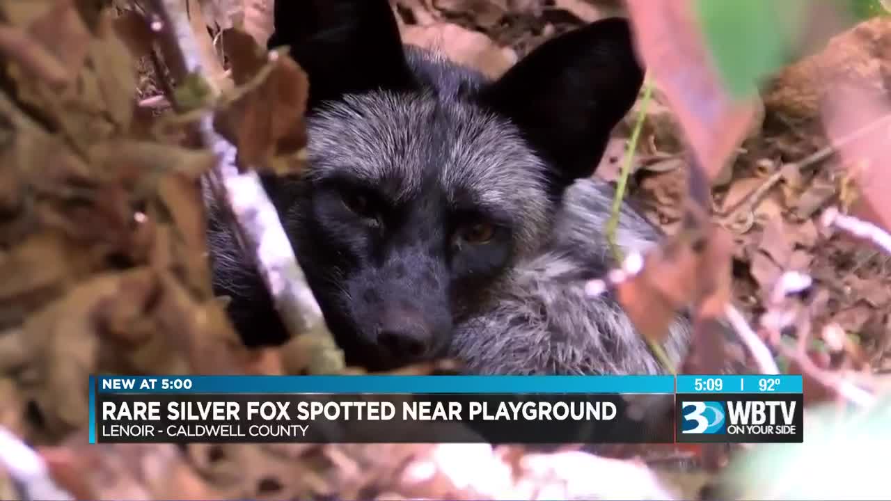 Silver Fox Sighting in Northern Colorado Sparks Fascination Among Locals