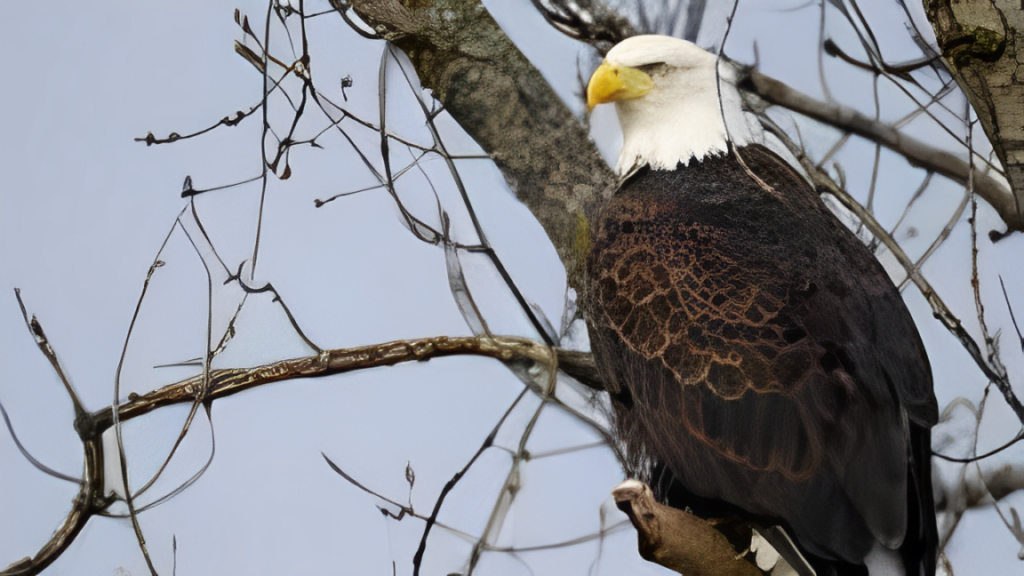 Don’t Miss This Top Location to See Bald Eagles in Colorado!