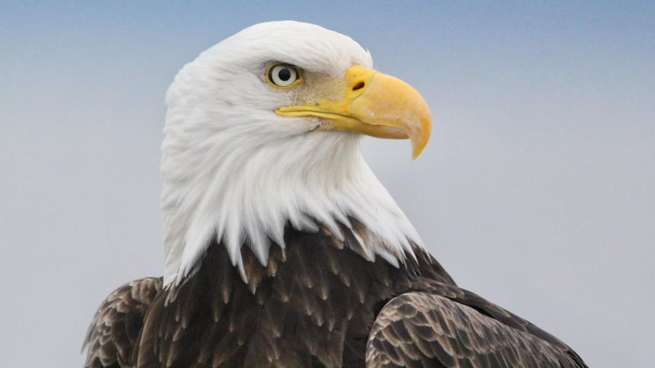 Don’t Miss This Top Location to See Bald Eagles in Colorado!