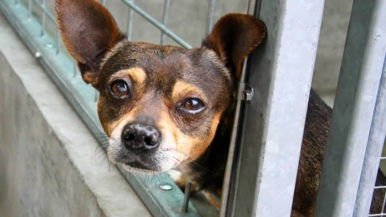 California’s Animal Protection Laws: What Happens If You Abandon a Pet?