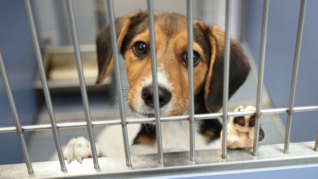 California’s Animal Protection Laws: What Happens If You Abandon a Pet?