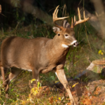 Texas Game Wardens Crack Down on Massive Illegal Deer Operations!