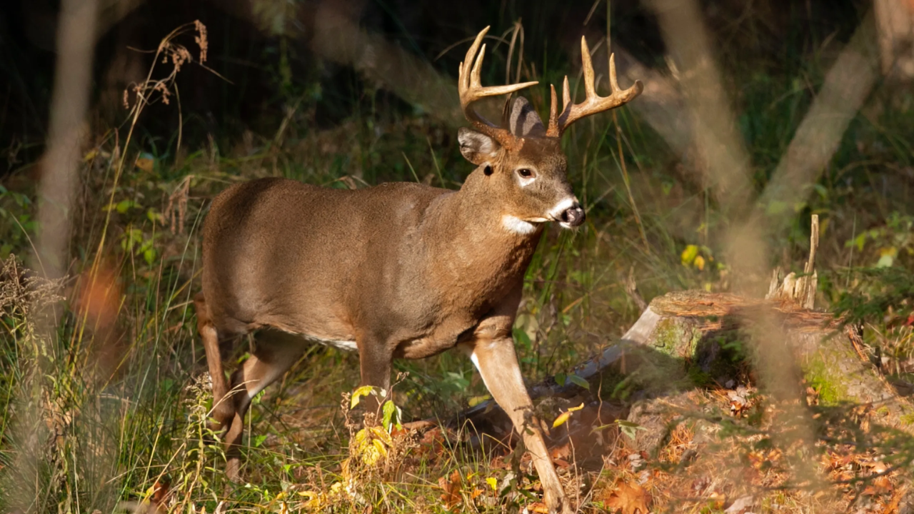 Texas Game Wardens Crack Down on Massive Illegal Deer Operations!